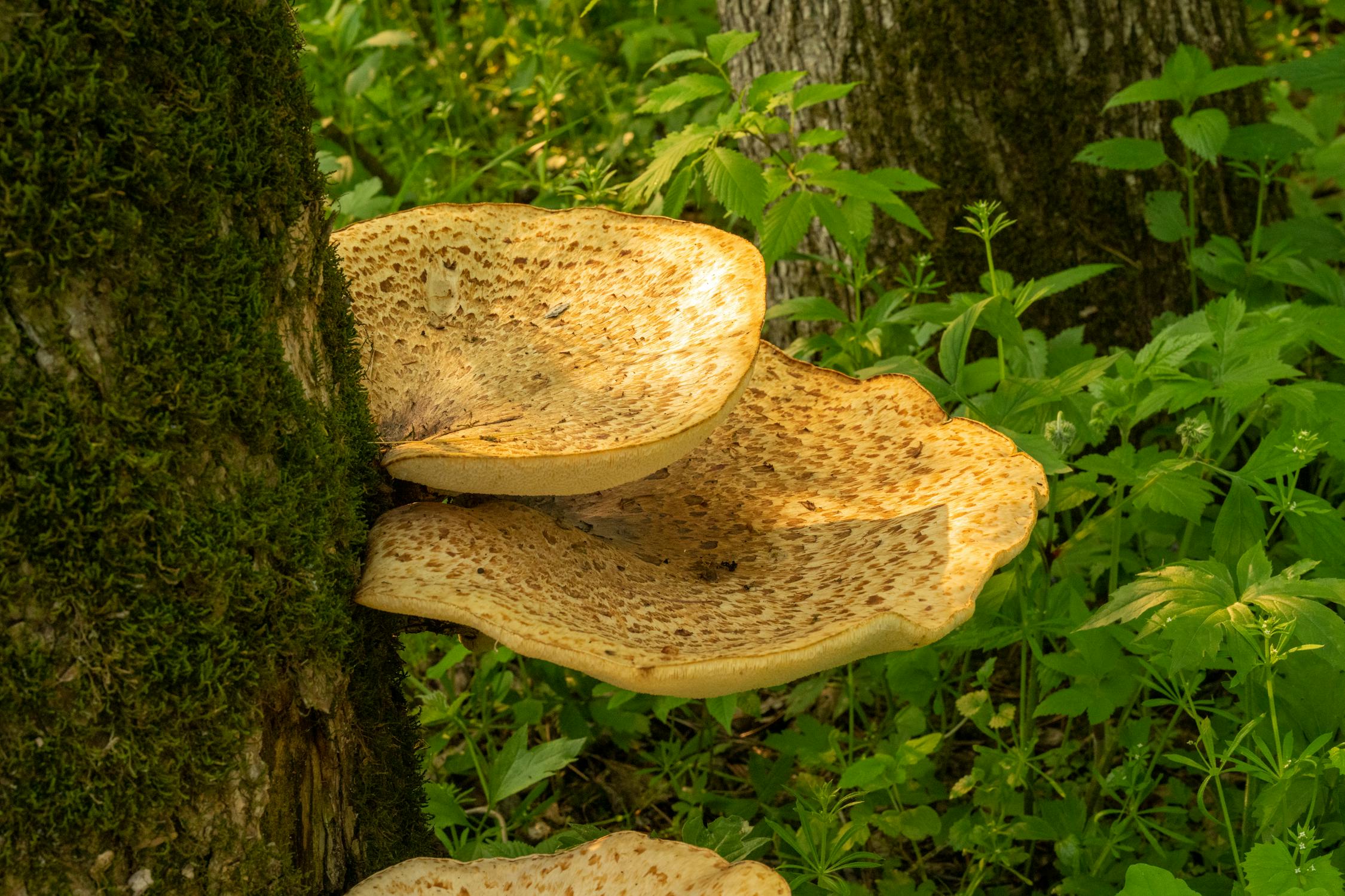 Mushrooms growing on a tree, illustrating natural substrates used for mushroom cultivation