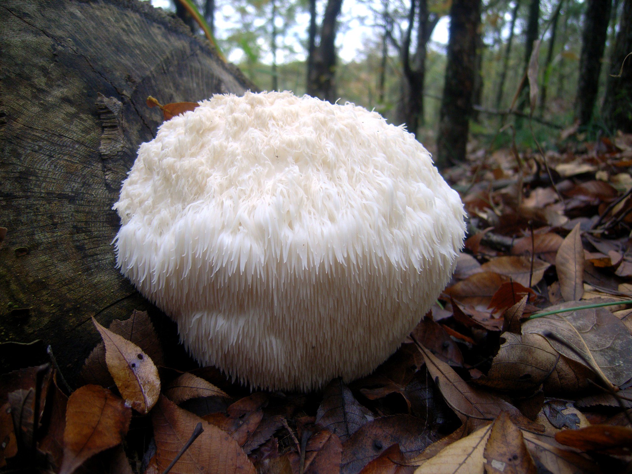 Lion’s mane mushroom, a natural supplement studied for brain and cognitive health