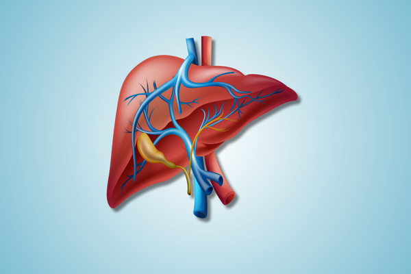 Illustration of the human liver, gallbladder, and major blood vessels