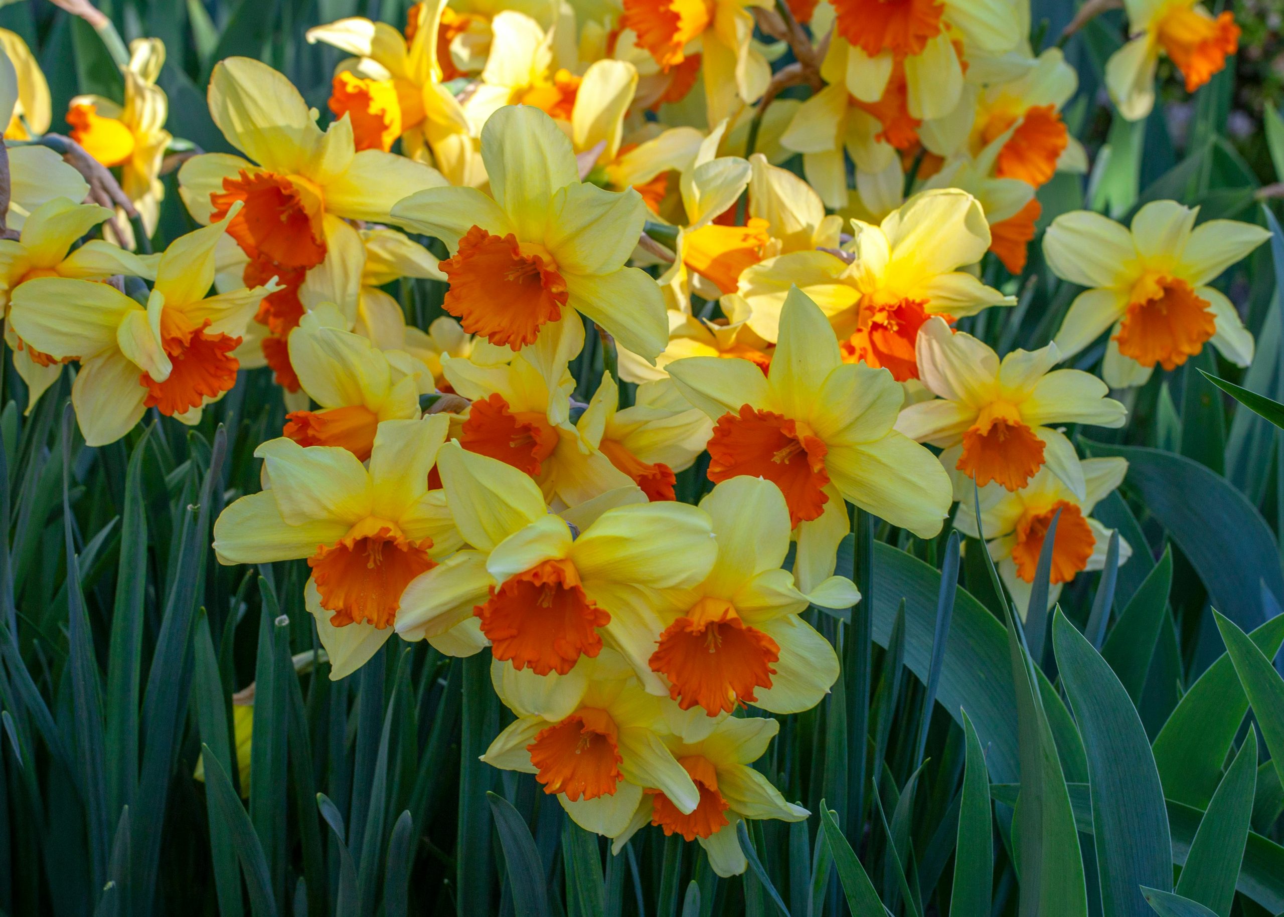 Vibrant yellow daffodils with orange centers capturing the essence of spring in Madrid